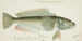 Parapercis colias - Frank Edward Clarke — Ansicht des Kunstwerks