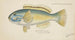 Fisch-Paradiesvogel - Frank Edward Clarke — Ansicht des Kunstwerks