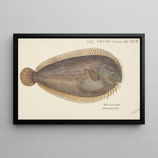Frank Edward Clarke - Peltorhamphus novaezeelandiae NZ New Zealand sole.webp