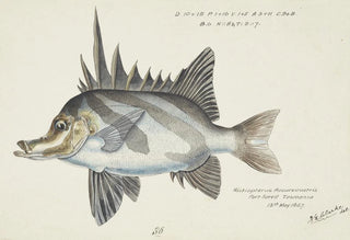 Frank Edward Clarke - Pentaceropsis recurvirostris Tas Longsnout boarfish.webp