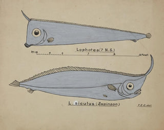 Possiblement Lophotes capallei - Frank Edward Clarke — Ansicht des Kunstwerks