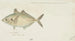 Pseudocaranx dentex Tas Carangue blanche - Frank Edward Clarke — Ansicht des Kunstwerks