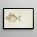 Pseudocaranx dentex Tas Carangue blanche - Frank Edward Clarke — gerahmtes Bild an der Wand