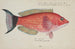 Pseudolabrus miles, Seetang - Frank Edward Clarke — Ansicht des Kunstwerks