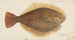 Rhombosolea leporina, Gelber Flunder aus Neuseeland - Frank Edward Clarke — Ansicht des Kunstwerks