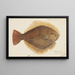 Rhombosolea leporina, Gelber Flunder aus Neuseeland - Frank Edward Clarke — gerahmtes Bild an der Wand