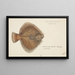 Rhombosolea plebeia, bedeckt mit Sand aus Neuseeland - Frank Edward Clarke — gerahmtes Bild an der Wand