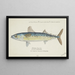 Scomber australasicus, blauer Makrele von Tasmanien - Frank Edward Clarke — gerahmtes Bild an der Wand