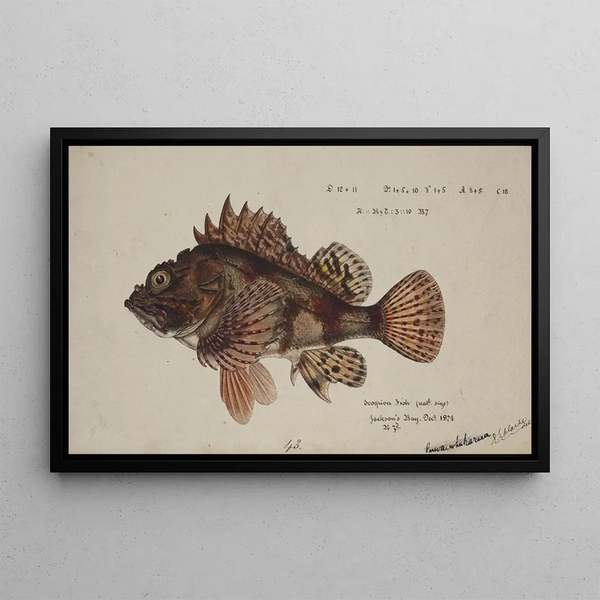 Scorpaena cardinalis Roter Skorpionfisch - Frank Edward Clarke — gerahmtes Bild an der Wand