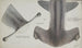 Sphyrna zygaena Hammerhai von Neuseeland dorsal Ansicht - Frank Edward Clarke — Ansicht des Kunstwerks