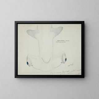 Tête de requin marteau (Sphyrna zygaena) vue ventrale - Frank Edward Clarke — gerahmtes Bild an der Wand