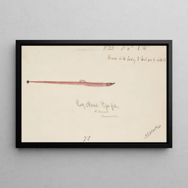 Frank Edward Clarke - Syngnathidae Pipefish.webp