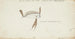 Trachipterus trachypterus Neuseeland-Raubfisch - Frank Edward Clarke — Ansicht des Kunstwerks