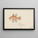Vincentia conspersa Tas Fisch Kardinal des Südens - Frank Edward Clarke — gerahmtes Bild an der Wand