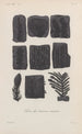 Traité de botanique générale Pl003 - François Hérincq — Ansicht des Kunstwerks
