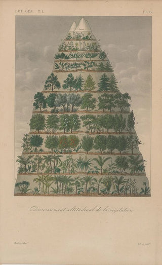 Franois Hrincq - Traite de botanique generale Pl006.webp