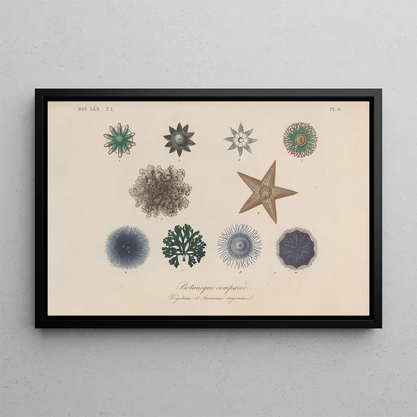 Franois Hrincq - Traite de botanique generale Pl008.webp