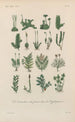 Traité de botanique générale Pl015 - François Hérincq — Ansicht des Kunstwerks
