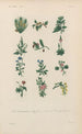 Traité de botanique générale Pl017 - François Hérincq — Ansicht des Kunstwerks