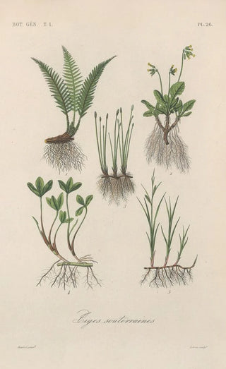 Franois Hrincq - Traite de botanique generale Pl026.webp