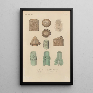 Franois Hrincq - Traite de botanique generale Pl029.webp