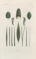 Traité de botanique générale Pl036 - François Hérincq — Ansicht des Kunstwerks