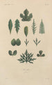 Traité de botanique générale Pl039 - François Hérincq — Ansicht des Kunstwerks