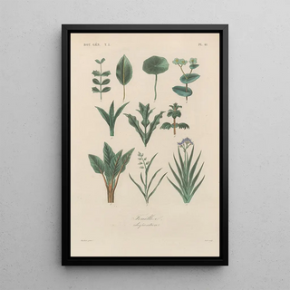 Franois Hrincq - Traite de botanique generale Pl042.webp