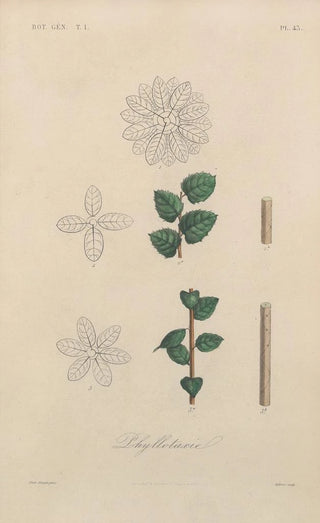 Franois Hrincq - Traite de botanique generale Pl044.webp