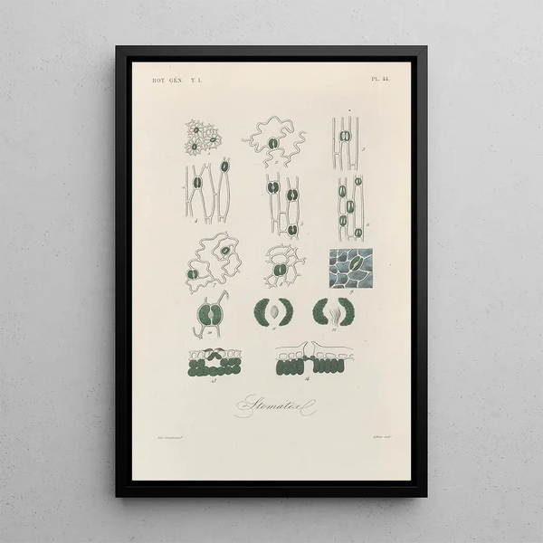 Franois Hrincq - Traite de botanique generale Pl045.webp