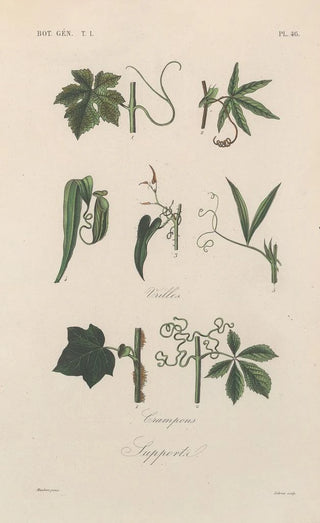 Franois Hrincq - Traite de botanique generale Pl047.webp