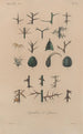 Traité de botanique générale Pl048 - François Hérincq — Ansicht des Kunstwerks