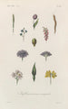 Traité de botanique générale Pl049 - François Hérincq — Ansicht des Kunstwerks