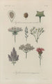 Traité de botanique générale Pl050 - François Hérincq — Ansicht des Kunstwerks