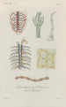 Traité de botanique générale Pl051 - François Hérincq — Ansicht des Kunstwerks