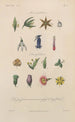 Traité de botanique générale Pl054 - François Hérincq — Ansicht des Kunstwerks