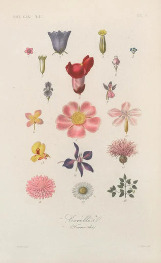 Franois Hrincq - Traite de botanique generale Pl056.webp