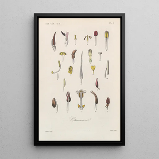 Franois Hrincq - Traite de botanique generale Pl060.webp