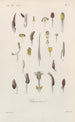Traité de botanique générale Pl060 - François Hérincq — Ansicht des Kunstwerks
