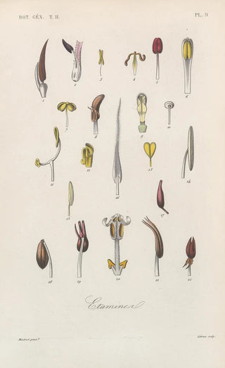 Franois Hrincq - Traite de botanique generale Pl060.webp