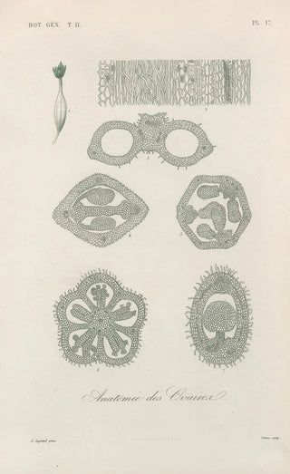 Franois Hrincq - Traite de botanique generale Pl068.webp