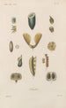 Traité de botanique générale Pl073 - François Hérincq — Ansicht des Kunstwerks