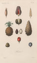 Traité de botanique générale Pl075 - François Hérincq — Ansicht des Kunstwerks