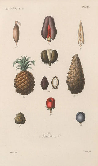 Franois Hrincq - Traite de botanique generale Pl075.webp