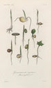 Traité de botanique générale Pl076 - François Hérincq — Ansicht des Kunstwerks