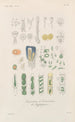 Traité de botanique générale Pl079 - François Hérincq — Ansicht des Kunstwerks