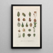 Traité de botanique générale Pl081 - François Hérincq — gerahmtes Bild an der Wand