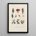 Traité de botanique générale Pl084 - François Hérincq — gerahmtes Bild an der Wand