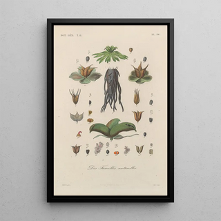 Franois Hrincq - Traite de botanique generale Pl087.webp