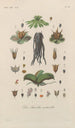 Traité de botanique générale Pl087 - François Hérincq — Ansicht des Kunstwerks